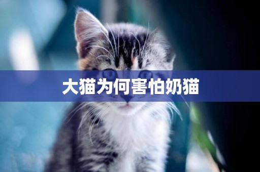 大貓為何害怕奶貓