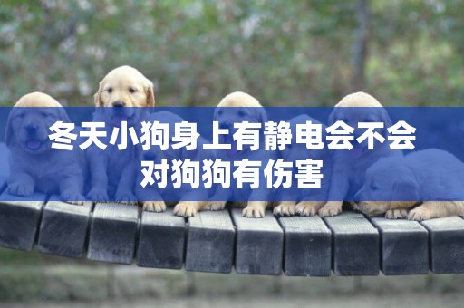 冬天小狗身上有靜電會不會對狗狗有傷害