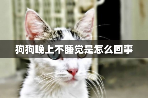 狗狗晚上不睡覺是怎么回事