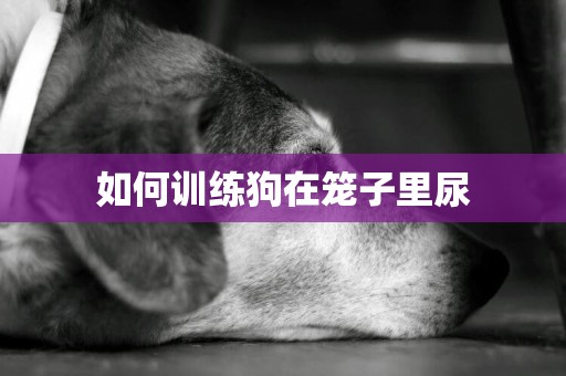 如何訓練狗在籠子里尿