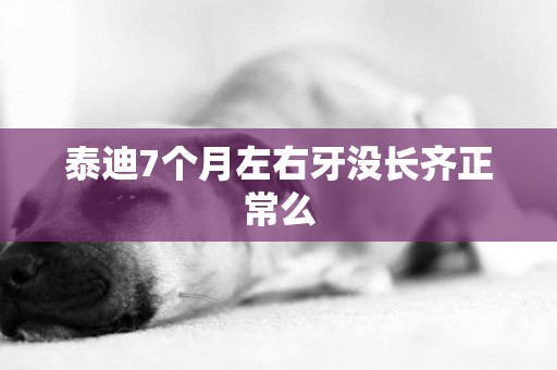 泰迪7個月左右牙沒長齊正常么
