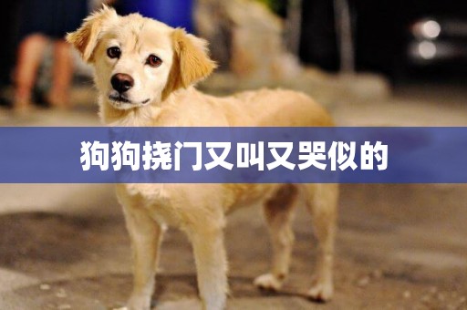 狗狗撓門又叫又哭似的