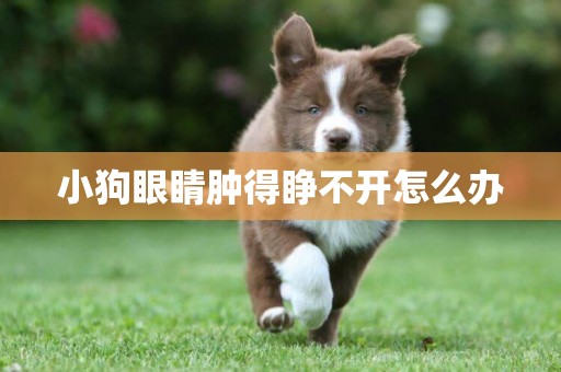 小狗眼睛腫得睜不開怎么辦