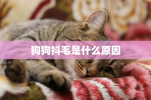 狗狗抖毛是什么原因
