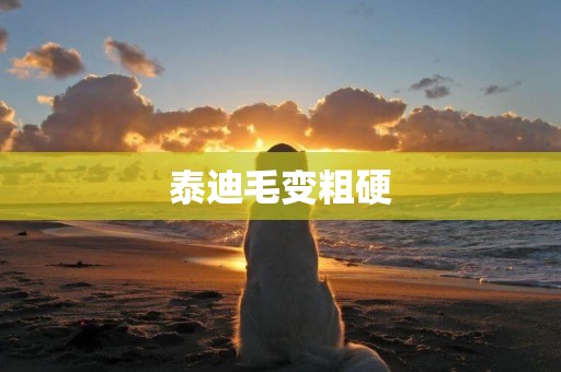 泰迪毛變粗硬