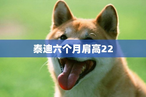 泰迪六個月肩高22