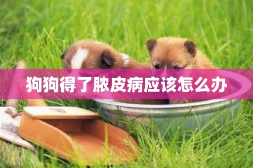 狗狗得了膿皮病應該怎么辦