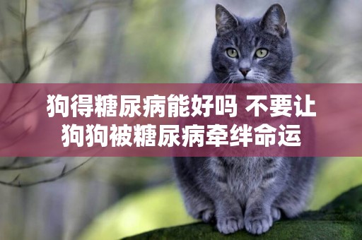 狗得糖尿病能好嗎 不要讓狗狗被糖尿病牽絆命運