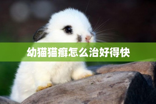 幼貓貓癬怎么治好得快