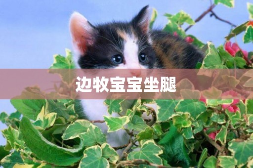 邊牧寶寶坐腿
