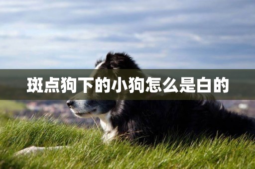 斑點狗下的小狗怎么是白的