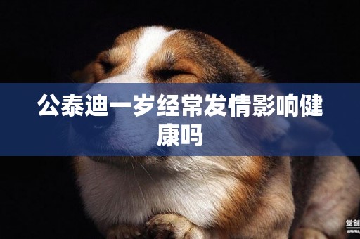 公泰迪一歲經常發情影響健康嗎