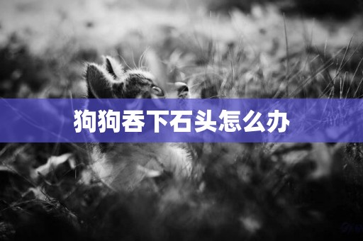 狗狗吞下石頭怎么辦