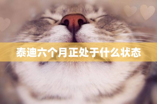 泰迪六個月正處于什么狀態
