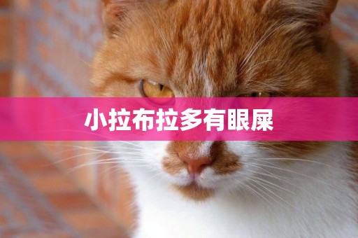 小拉布拉多有眼屎