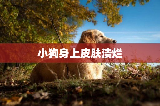小狗身上皮膚潰爛