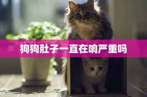 狗狗肚子一直在響嚴重嗎