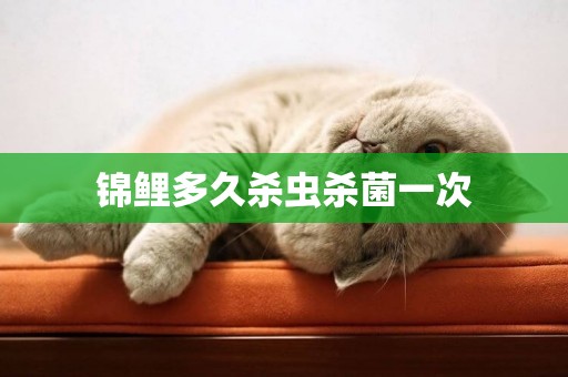 錦鯉多久殺蟲殺菌一次