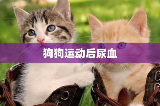 狗狗運動后尿血