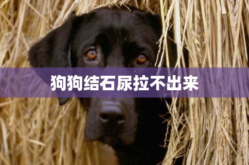 狗狗結石尿拉不出來