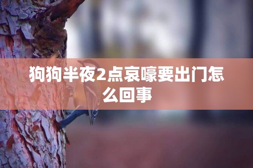 狗狗半夜2點哀嚎要出門怎么回事