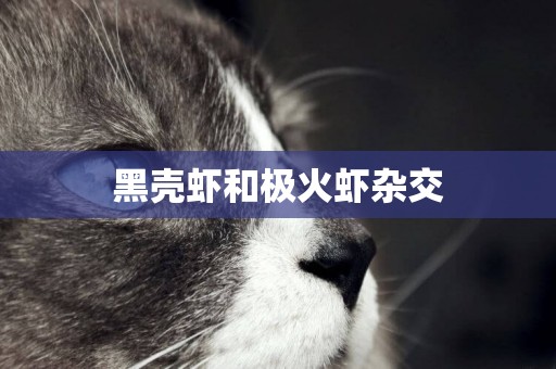 黑殼蝦和極火蝦雜交