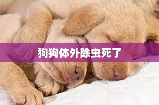 狗狗體外除蟲死了