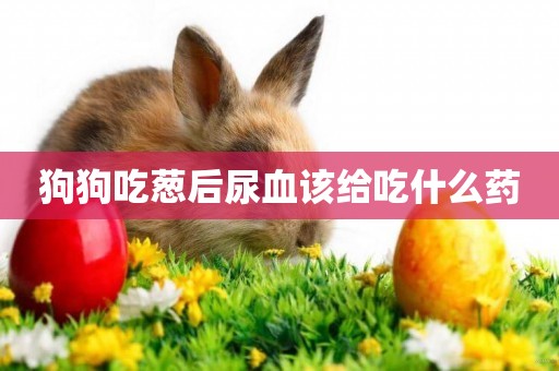 狗狗吃蔥后尿血該給吃什么藥