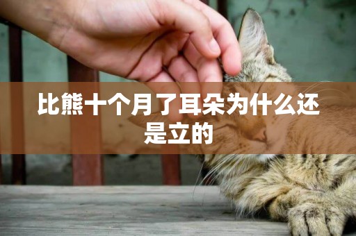比熊十個月了耳朵為什么還是立的