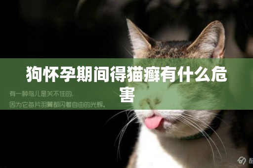 狗懷孕期間得貓癬有什么危害