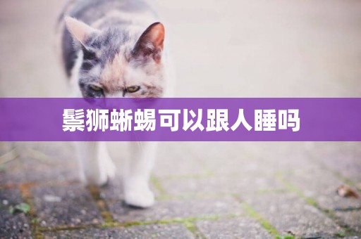 鬃獅蜥蜴可以跟人睡嗎