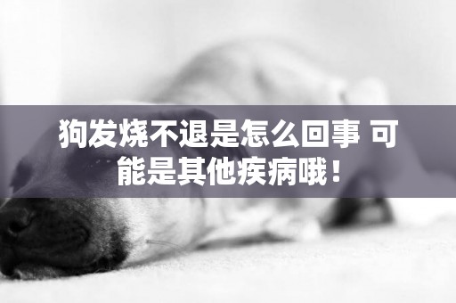 狗發燒不退是怎么回事 可能是其他疾病哦！