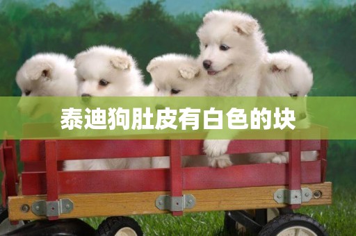 泰迪狗肚皮有白色的塊