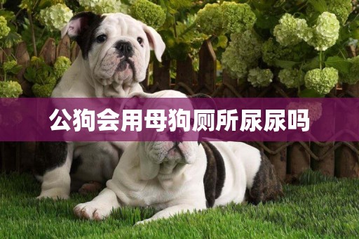 公狗會用母狗廁所尿尿嗎