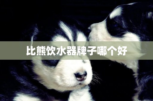 比熊飲水器牌子哪個好