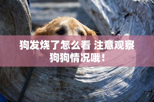 狗發燒了怎么看 注意觀察狗狗情況哦！