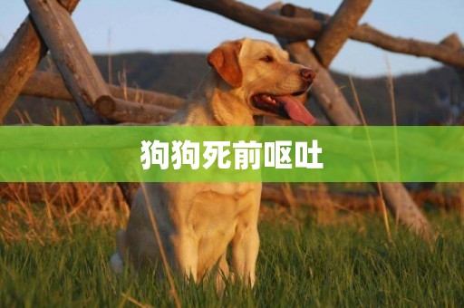 狗狗死前嘔吐