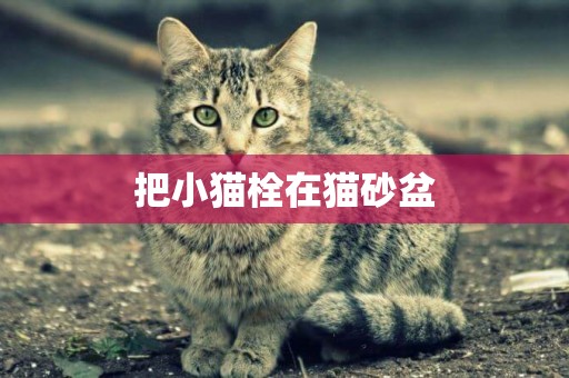 把小貓栓在貓砂盆