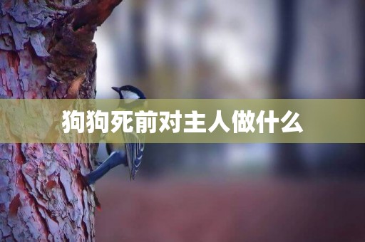 狗狗死前對主人做什么