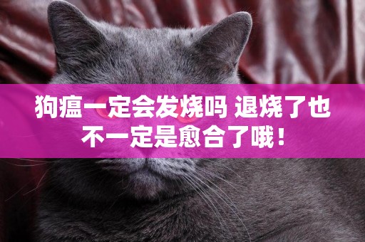 狗瘟一定會發燒嗎 退燒了也不一定是愈合了哦！