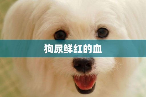 狗尿鮮紅的血