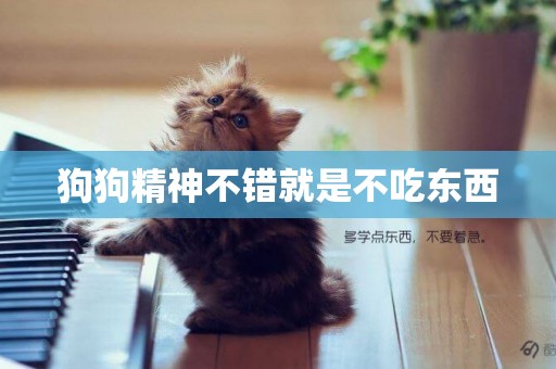 狗狗精神不錯就是不吃東西