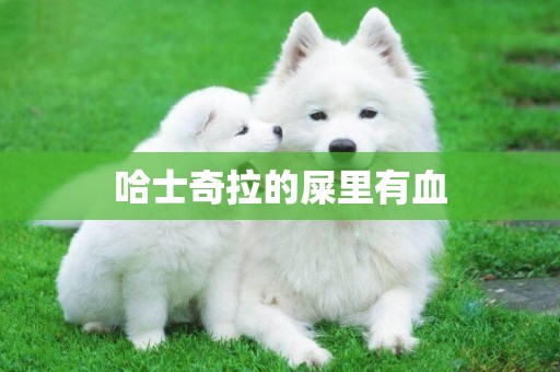 哈士奇拉的屎里有血