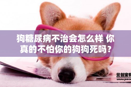 狗糖尿病不治會怎么樣 你真的不怕你的狗狗死嗎？