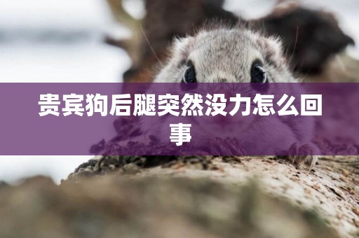 貴賓狗后腿突然沒力怎么回事