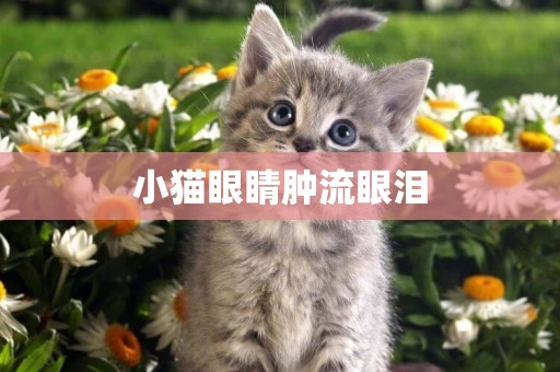 小貓眼睛腫流眼淚