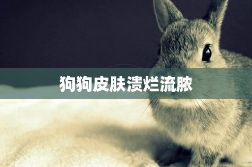 狗狗皮膚潰爛流膿