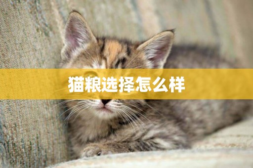 貓糧選擇怎么樣
