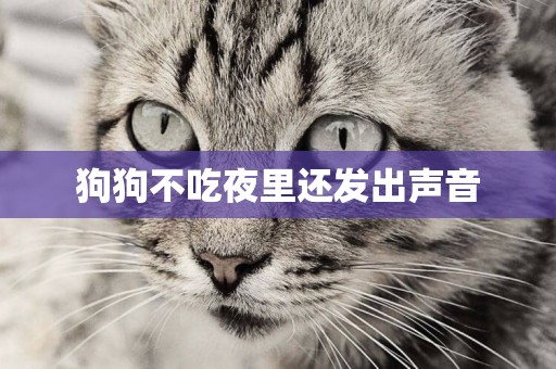 狗狗不吃夜里還發出聲音
