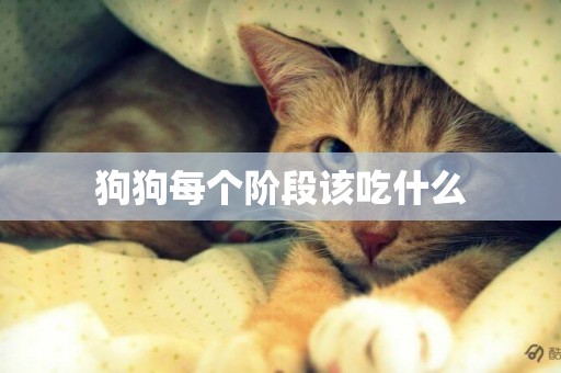 狗狗每個階段該吃什么